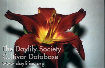 Daylily Boot Scoot'n California